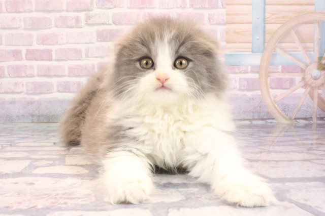 京都府のスコティッシュフォールド (Coo&RIKU京都店/2025年9月9日生まれ/男の子/ブルーホワイト)の子猫の1枚目の画像