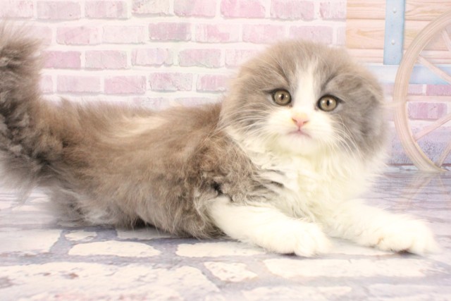 京都府のスコティッシュフォールド (Coo&RIKU京都店/2025年9月9日生まれ/男の子/ブルーホワイト)の子猫の2枚目の画像
