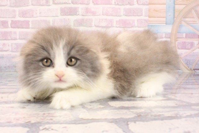 京都府のスコティッシュフォールド (Coo&RIKU京都店/2025年9月9日生まれ/男の子/ブルーホワイト)の子猫の3枚目の画像