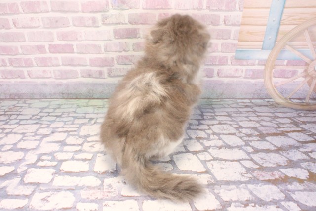 京都府のスコティッシュフォールド (Coo&RIKU京都店/2025年9月9日生まれ/男の子/ブルーホワイト)の子猫の4枚目の画像