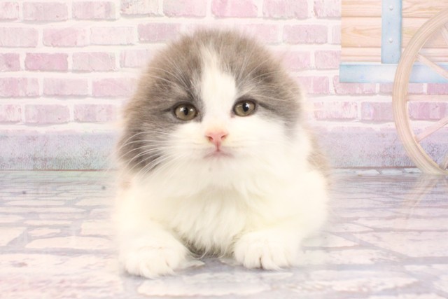 奈良県のスコティッシュフォールド (Coo&RIKU奈良富雄南店/2025年9月9日生まれ/男の子/ブルーホワイト)の子猫の1枚目の画像