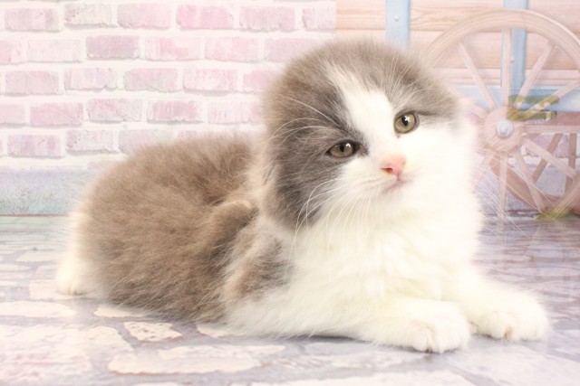 奈良県のスコティッシュフォールド (Coo&RIKU奈良富雄南店/2025年9月9日生まれ/男の子/ブルーホワイト)の子猫の2枚目の画像