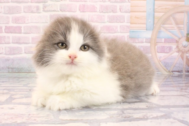 奈良県のスコティッシュフォールド (Coo&RIKU奈良富雄南店/2025年9月9日生まれ/男の子/ブルーホワイト)の子猫の3枚目の画像