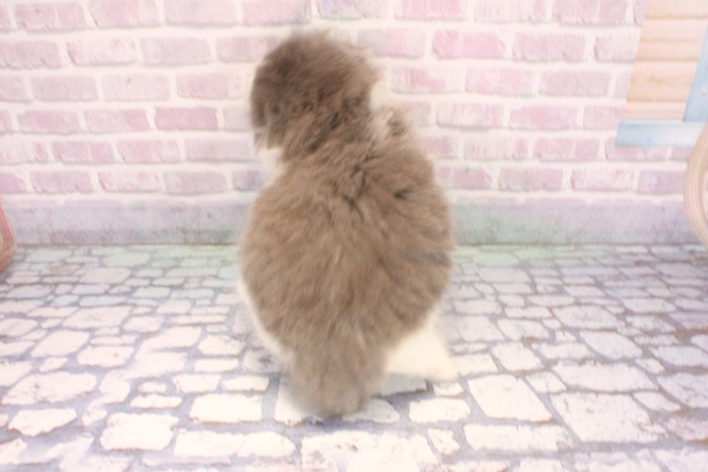 奈良県のスコティッシュフォールド (Coo&RIKU奈良富雄南店/2025年9月9日生まれ/男の子/ブルーホワイト)の子猫の4枚目の画像