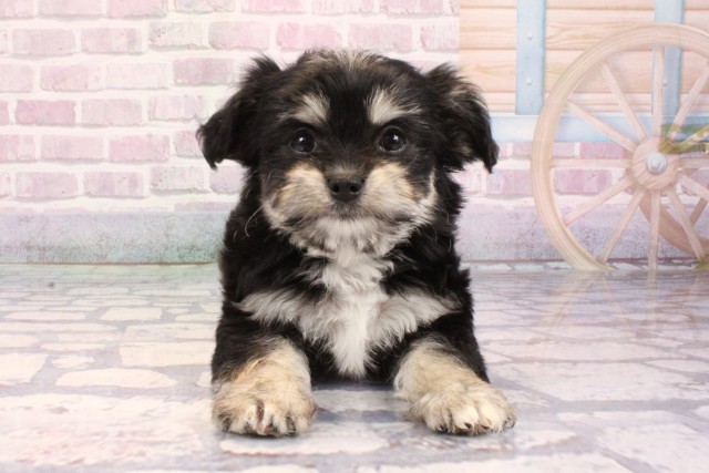 兵庫県のハーフ犬・ミックス犬 (Coo&RIKU尼崎店/2025年9月8日生まれ/男の子/ブラックタンホワイト)の子犬