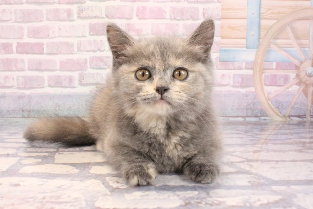 2025年8月30日生まれのブリティッシュショートヘアー