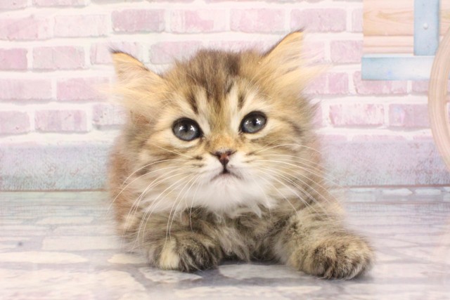 滋賀県のスコティッシュフォールド (Coo&RIKU長浜店/2025年9月9日生まれ/女の子/ブラウンマッカレルタビー)の子猫の1枚目の画像