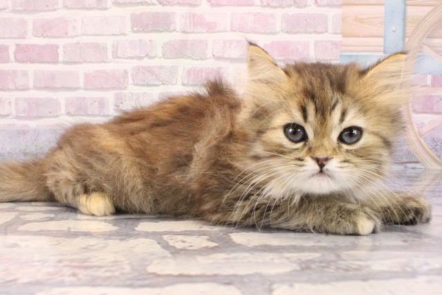 滋賀県のスコティッシュフォールド (Coo&RIKU長浜店/2025年9月9日生まれ/女の子/ブラウンマッカレルタビー)の子猫の2枚目の画像