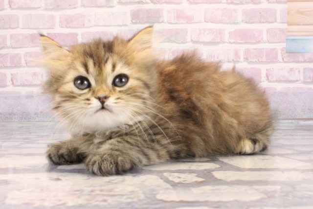 滋賀県のスコティッシュフォールド (Coo&RIKU長浜店/2025年9月9日生まれ/女の子/ブラウンマッカレルタビー)の子猫の3枚目の画像