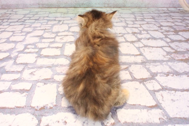 滋賀県のスコティッシュフォールド (Coo&RIKU長浜店/2025年9月9日生まれ/女の子/ブラウンマッカレルタビー)の子猫の4枚目の画像