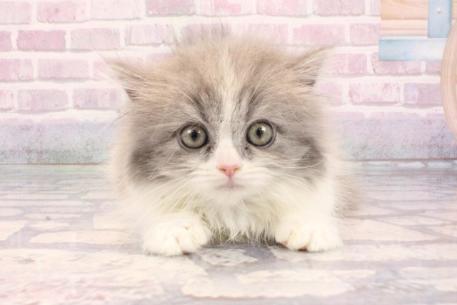 大阪府のマンチカン (Coo&RIKU茶屋町店/2025年9月9日生まれ/女の子/ブルーホワイト)の子猫の1枚目の画像