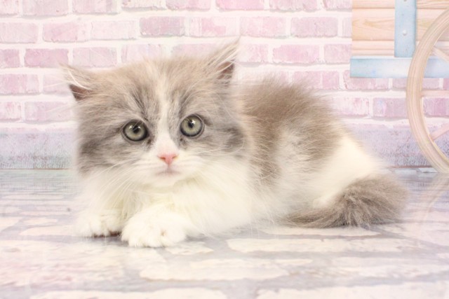 大阪府のマンチカン (Coo&RIKU茶屋町店/2025年9月9日生まれ/女の子/ブルーホワイト)の子猫の2枚目の画像