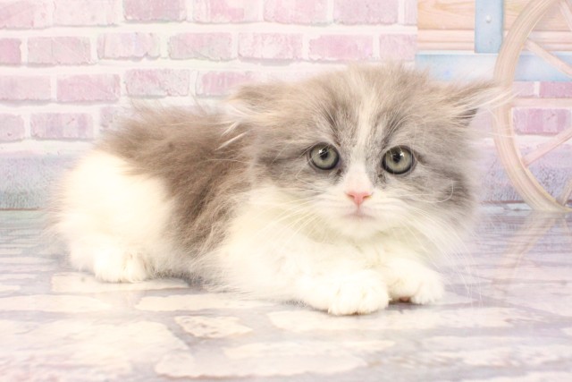 大阪府のマンチカン (Coo&RIKU茶屋町店/2025年9月9日生まれ/女の子/ブルーホワイト)の子猫の3枚目の画像