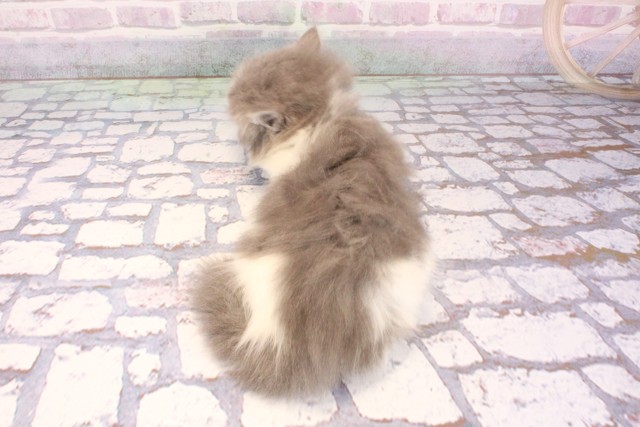 大阪府のマンチカン (Coo&RIKU茶屋町店/2025年9月9日生まれ/女の子/ブルーホワイト)の子猫の4枚目の画像