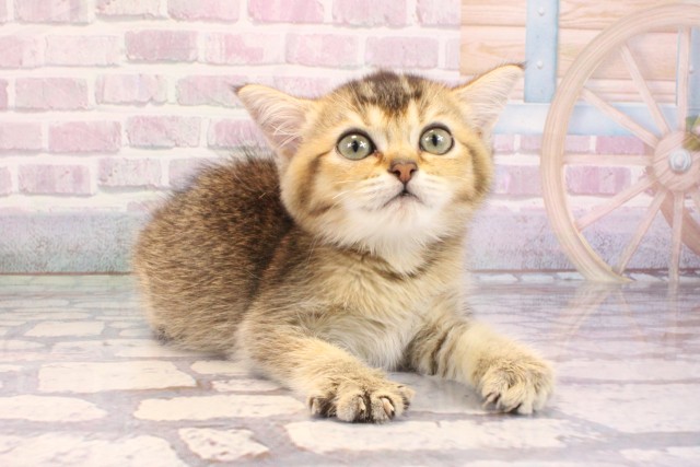 京都府のブリティッシュショートヘアー (Coo&RIKU京都河原町店/2025年9月9日生まれ/女の子/ブラウンティックドタビー)の子猫の2枚目の画像