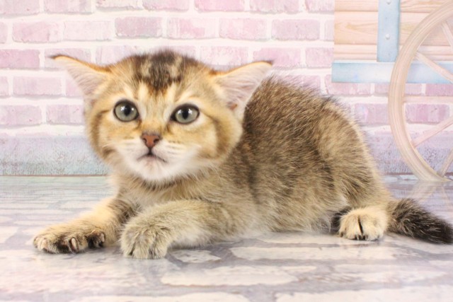 京都府のブリティッシュショートヘアー (Coo&RIKU京都河原町店/2025年9月9日生まれ/女の子/ブラウンティックドタビー)の子猫の3枚目の画像