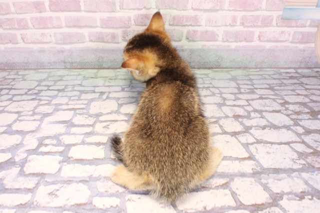 京都府のブリティッシュショートヘアー (Coo&RIKU京都河原町店/2025年9月9日生まれ/女の子/ブラウンティックドタビー)の子猫の4枚目の画像