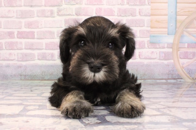 ミニチュア・シュナウザー