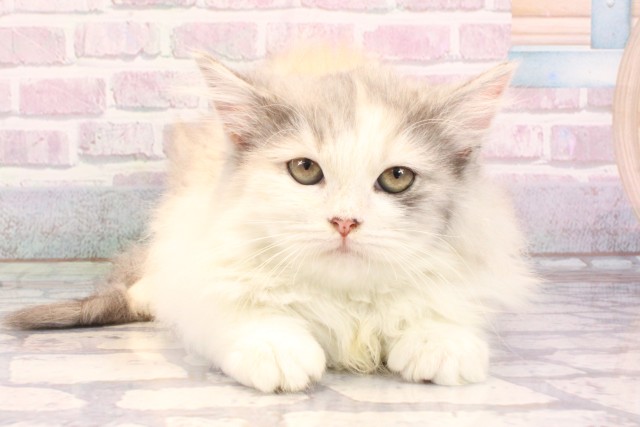 2025年8月23日生まれのラガマフィン