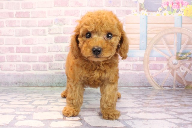 トイ・プードル