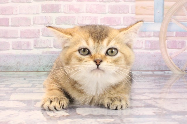 大阪府のブリティッシュショートヘアー (Coo&RIKU心斎橋店/2025年9月8日生まれ/女の子/シェーデットゴールデン)の子猫の1枚目の画像