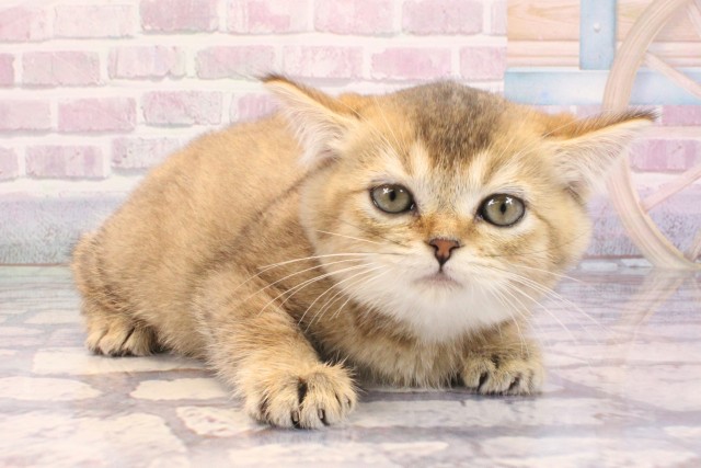 大阪府のブリティッシュショートヘアー (Coo&RIKU心斎橋店/2025年9月8日生まれ/女の子/シェーデットゴールデン)の子猫の2枚目の画像