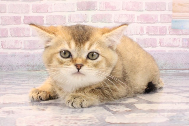 大阪府のブリティッシュショートヘアー (Coo&RIKU心斎橋店/2025年9月8日生まれ/女の子/シェーデットゴールデン)の子猫の3枚目の画像