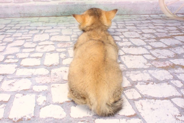 大阪府のブリティッシュショートヘアー (Coo&RIKU心斎橋店/2025年9月8日生まれ/女の子/シェーデットゴールデン)の子猫の4枚目の画像