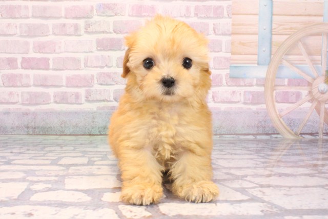 大阪府のポメプー(ポメラニアン×プードル) (Coo&RIKU阿倍野店/2025年9月10日生まれ/女の子/アプリコット)の子犬の1枚目の画像