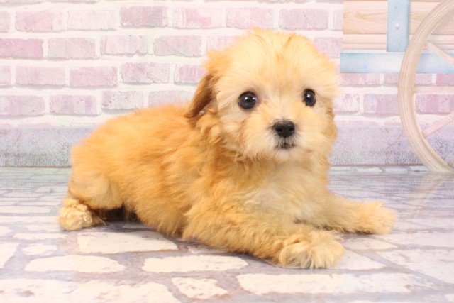 大阪府のポメプー(ポメラニアン×プードル) (Coo&RIKU阿倍野店/2025年9月10日生まれ/女の子/アプリコット)の子犬の2枚目の画像