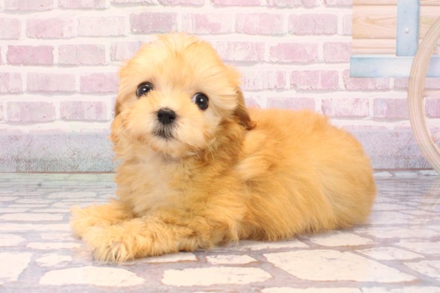 大阪府のポメプー(ポメラニアン×プードル) (Coo&RIKU阿倍野店/2025年9月10日生まれ/女の子/アプリコット)の子犬の3枚目の画像