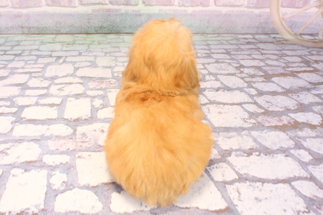 大阪府のポメプー(ポメラニアン×プードル) (Coo&RIKU阿倍野店/2025年9月10日生まれ/女の子/アプリコット)の子犬の4枚目の画像