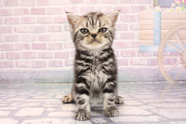 京都府のアメリカンショートヘアー (Coo&RIKU京都河原町店/2025年9月10日生まれ/男の子/シルバータビー)の子猫