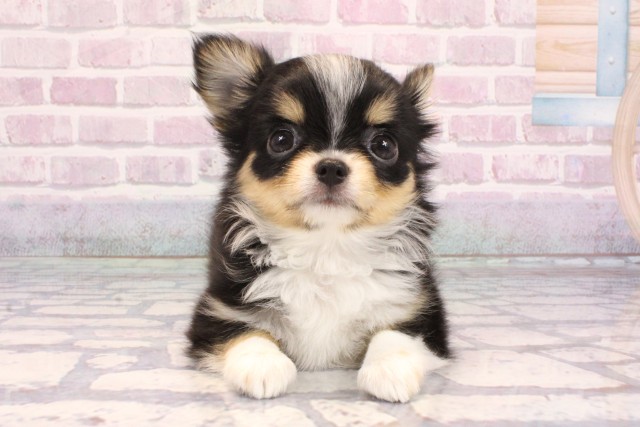 チワワ(ロングコート)