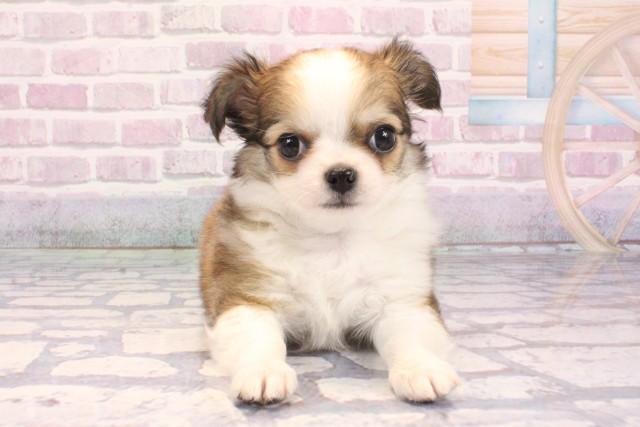 チワワ(ロングコート)