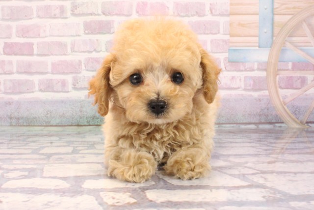 トイ・プードル