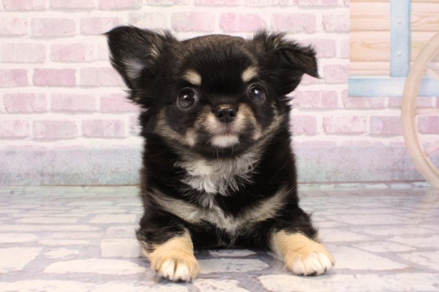 チワワ(ロングコート)