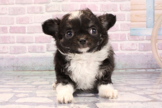 チワワ(ロングコート)