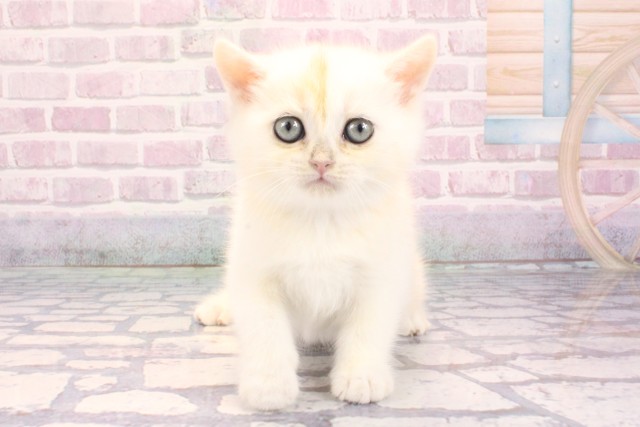 2025年9月7日生まれのブリティッシュショートヘアー