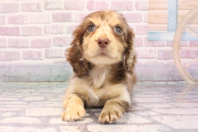 ミニチュア・ダックスフンド