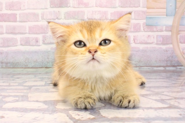 兵庫県のブリティッシュショートヘアー (Coo&RIKU神戸三宮店/2025年9月11日生まれ/男の子/ブラックゴールデンシェーデット)の子猫の1枚目の画像