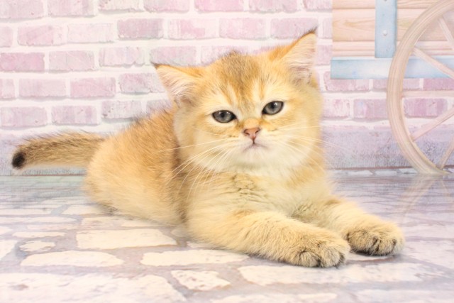 兵庫県のブリティッシュショートヘアー (Coo&RIKU神戸三宮店/2025年9月11日生まれ/男の子/ブラックゴールデンシェーデット)の子猫の2枚目の画像