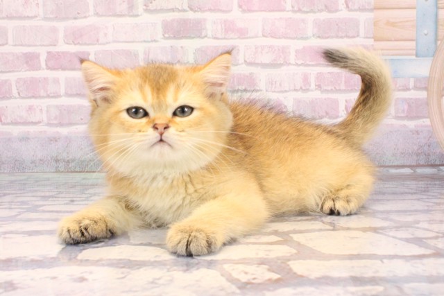 兵庫県のブリティッシュショートヘアー (Coo&RIKU神戸三宮店/2025年9月11日生まれ/男の子/ブラックゴールデンシェーデット)の子猫の3枚目の画像