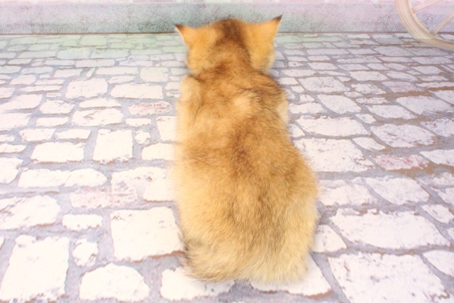 兵庫県のブリティッシュショートヘアー (Coo&RIKU神戸三宮店/2025年9月11日生まれ/男の子/ブラックゴールデンシェーデット)の子猫の4枚目の画像