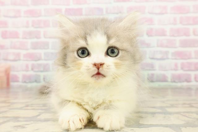 神奈川県のミヌエット (Coo&RIKU横浜青葉店/2025年9月11日生まれ/男の子/ブルータビーホワイト)の子猫