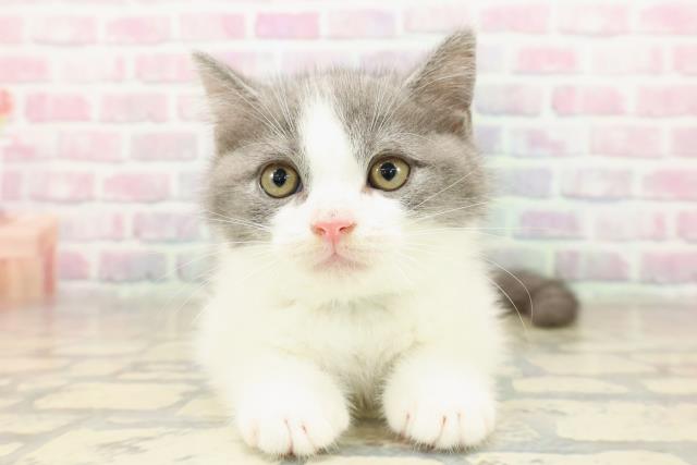 新潟県のブリティッシュショートヘアー (Coo&RIKU上越店/2025年9月10日生まれ/男の子/ブルーホワイト)の子猫