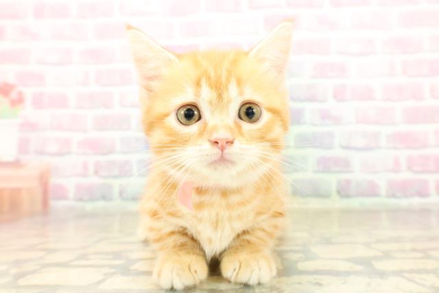 東京都のマンチカン (Coo&RIKU新宿三丁目店/2025年9月13日生まれ/女の子/レッドマッカレルタビー)の子猫の1枚目の画像