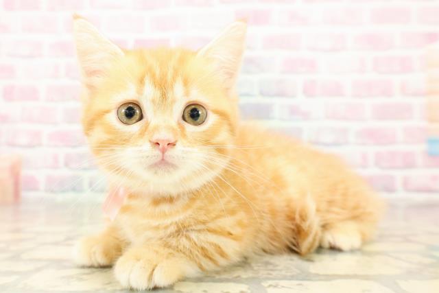 東京都のマンチカン (Coo&RIKU新宿三丁目店/2025年9月13日生まれ/女の子/レッドマッカレルタビー)の子猫の2枚目の画像