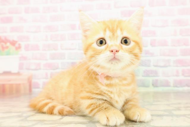 東京都のマンチカン (Coo&RIKU新宿三丁目店/2025年9月13日生まれ/女の子/レッドマッカレルタビー)の子猫の3枚目の画像