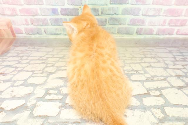 東京都のマンチカン (Coo&RIKU新宿三丁目店/2025年9月13日生まれ/女の子/レッドマッカレルタビー)の子猫の4枚目の画像